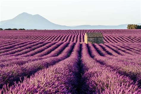 Complete Guide to Visiting the Lavender Fields in Provence | She Wanders Abroad