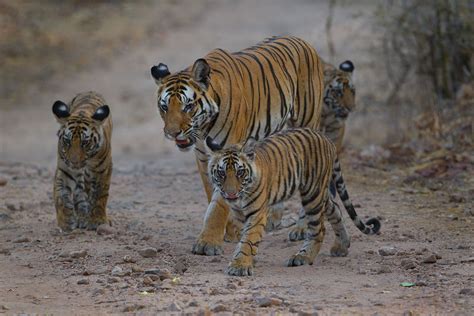 The Iconic Tigers Of India | Nature inFocus