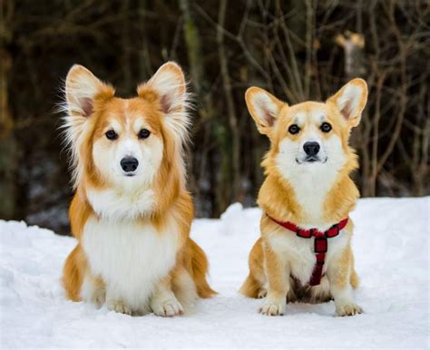 Corgi Puppies in Snow | Cute Puppy Pictures