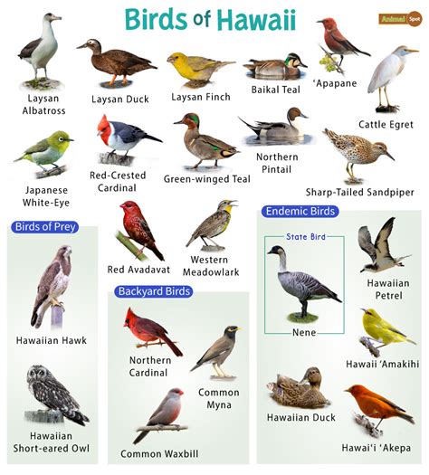 List of the Common Birds of Hawaii – Facts with Pictures