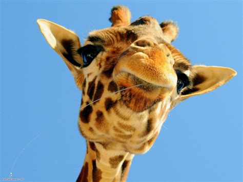 Funny baby giraffes |Funny Animal