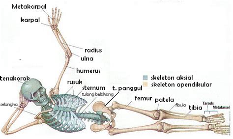 SISTEM GERAK MANUSIA ~ BIOLOGI"DIMAS