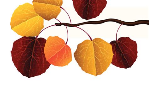 Aspen Leaf Illustrations, Royalty-Free Vector Graphics & Clip Art - iStock