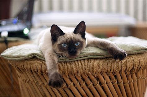 Siamese Cat Facts | ASPCA Pet Health Insurance