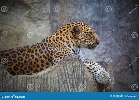 Close Up Side View Face of Dangerous Angry Leopard Lying on Rock Stock Image - Image of lying ...