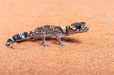 Care Tips For The Australian Barking Gecko - Reptiles Magazine