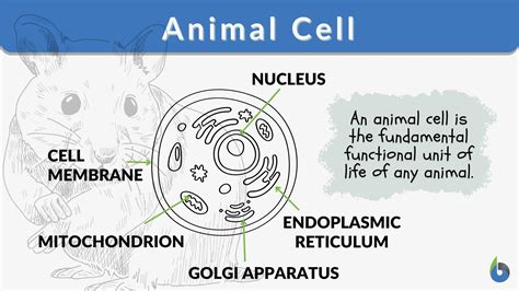 Animal cell Definition and Examples - Biology Online Dictionary