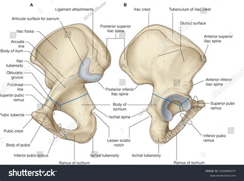 Front Pelvic Images: Browse 671 Stock Photos & Vectors Free Download with Trial | Shutterstock