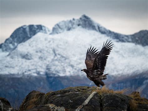 White tailed eagle, Bodø, Norway