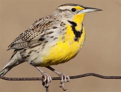 Kansas State Bird: Pictures and Fun Facts I TheBirdPedia