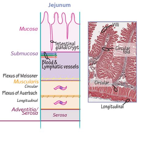 Gross Anatomy Glossary: Histology - GI Tract Overview | ditki medical ...