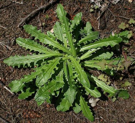 Catsear Vs. Dandelion: Two Tasty Wild Edibles