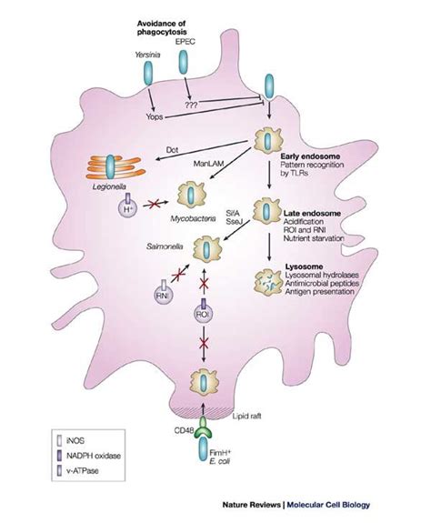 【phagocyte】什么意思_英语phagocyte的翻译_音标_读音_用法_例句_在线翻译_有道词典