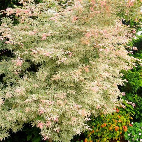 Acer palmatum Ukigumo - Japanese Maple | eBay