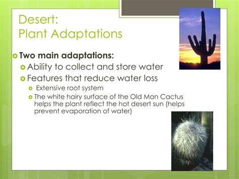 PPT - Biome Adaptations & Niches PowerPoint Presentation - ID:2655272