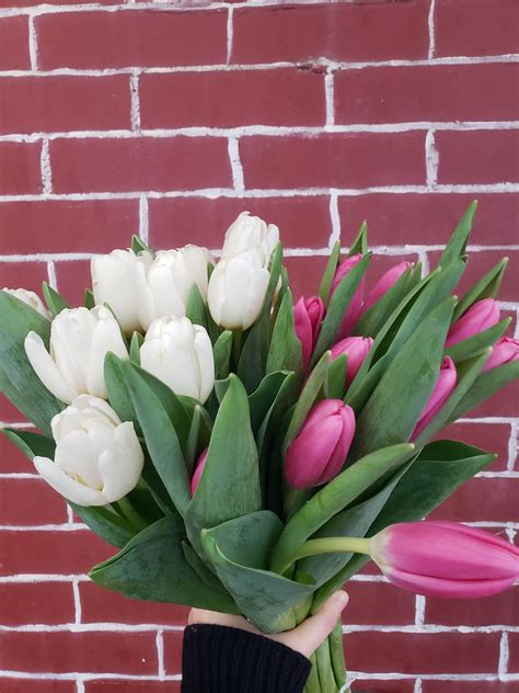 How to care for your tulips — Brooklyn Flower Shop