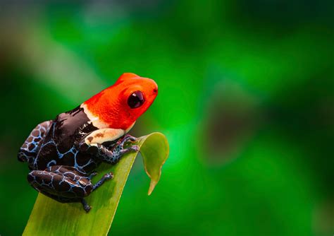 13 Interesting Poison Dart Frogs Facts - Rainforest Cruises