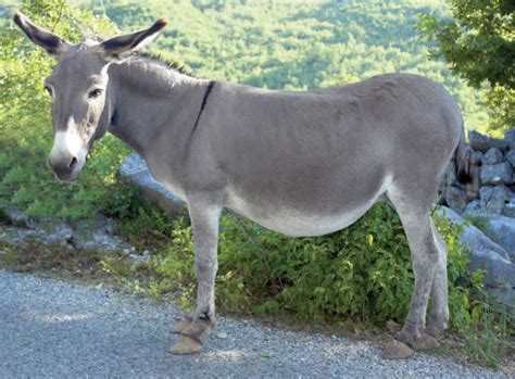 172 Cute and Funny Donkey Names – Animal Names