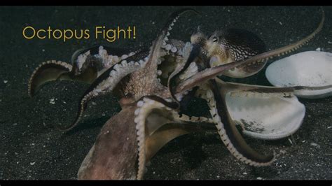 Octopus Fight! - YouTube