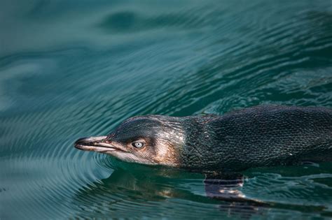 Penguins in New Zealand | 100% Pure NZ