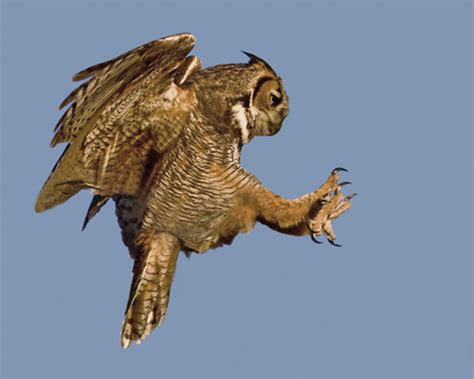 Great Horned Owl Talons