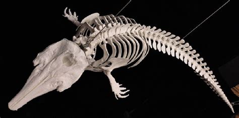 Beluga Whale Articulated Skeleton - SkeletonsAndSkulls