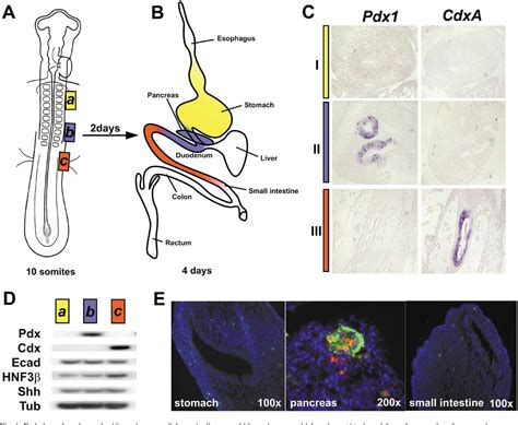 Lateral Plate Mesoderm | Semantic Scholar