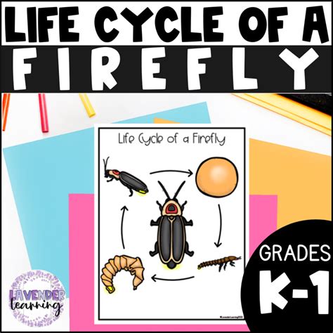 Life Cycle of a Firefly Activities, Worksheets, Booklet - Firefly Life ...