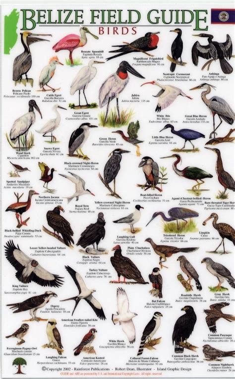 South african birds, Birds, Pet birds