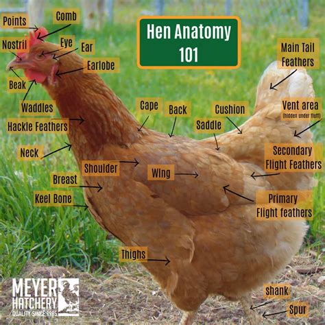 Healthy Hen Anatomy | Meyer Hatchery Blog | Meyer hatchery, Chickens backyard, Backyard chicken ...