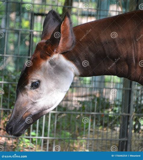 Okapi Okapia johnstoni, stock photo. Image of conservation - 175646254