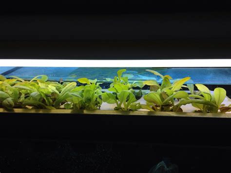 Aquaponics + Trout in the Classroom : 4 Steps - Instructables