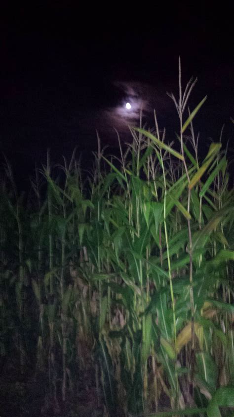 HAUNTED CORN MAZE | Schuyler Farms