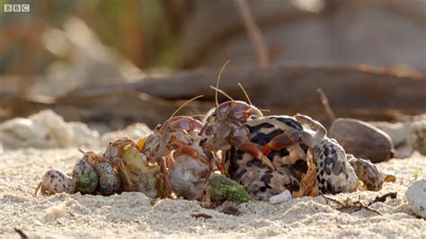 Hermit Crabs Form Orderly Lines to Upgrade to Bigger Shells, Giving Their Old Shells to a Crab ...