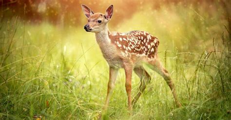 Baby Deer: 6 Fawn Pictures & 6 Facts - A-Z Animals