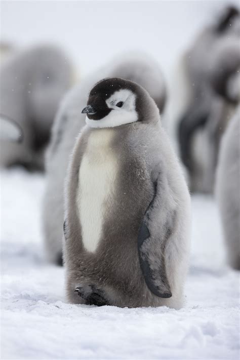 These Adorable Photos of Antarctica’s Emperor Penguins Will Warm Your Heart | Funny animals ...