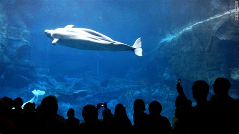 Georgia Aquarium Beluga Whale