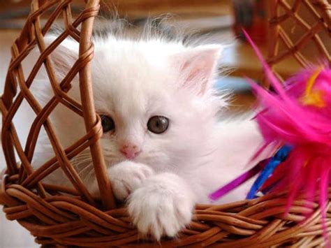 🔥 [70+] Baby Cat Wallpapers | WallpaperSafari