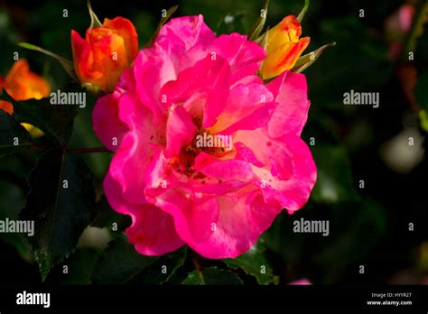 Dreamcoat rose, Heirloom Roses, St Paul, Oregon Stock Photo - Alamy