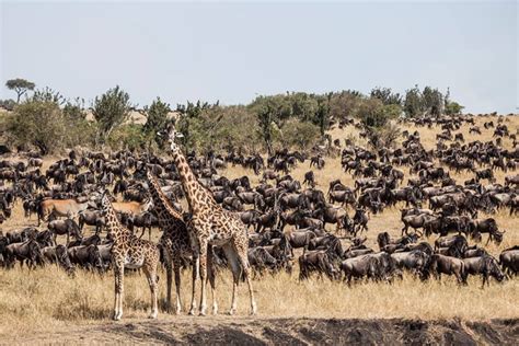 Mass wildebeest migration in the Masai Mara - Africa Geographic