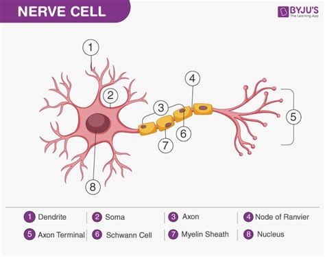 Nervous Tissue - Characteristics, Structure, Function