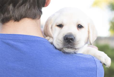 Molly's beautiful English Lab Puppies - Kindred Pup