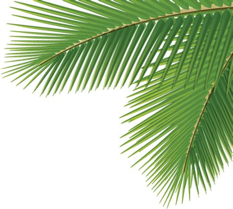 Download Arecaceae Leaf Tree Dasylirion Wheeleri - Palm Tree Corner Transparent PNG Image with ...