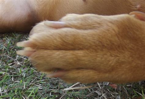 25 Images Dog Paw Swollen Red Between Toes Treatment - Demodectic Mange