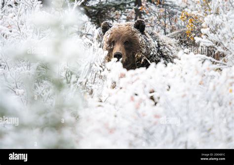 Grizzly bear in the snow Stock Photo - Alamy