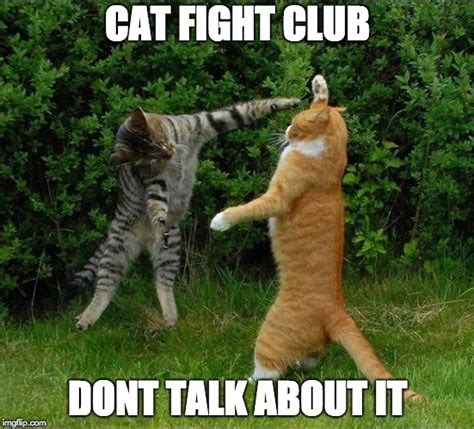 Cat Fight Meme