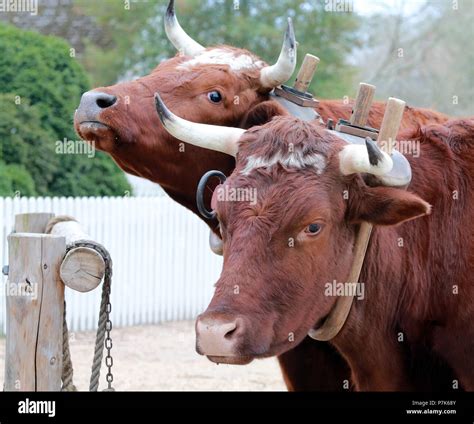 Oxen horns hi-res stock photography and images - Alamy