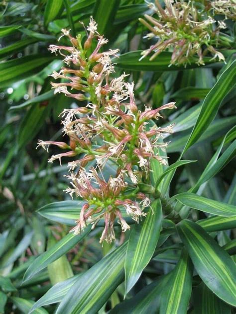 How to Grow and Care for Dracaena Reflexa Plants | Florgeous