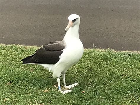 Laysan Albatross: An Unexpected Attraction In Hawaii | WJCT NEWS