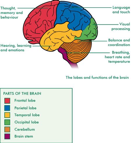 Brain Jack Image: Brain Functions Diagram